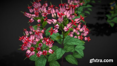 Cgtrader - Flower Clerodendron Thomsonae Low-poly 3D model