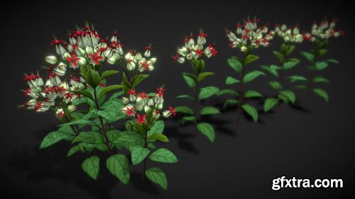 Cgtrader - Flower Clerodendron Thomsonae Low-poly 3D model