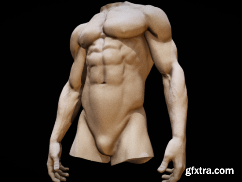 Torso anatomy basemesh