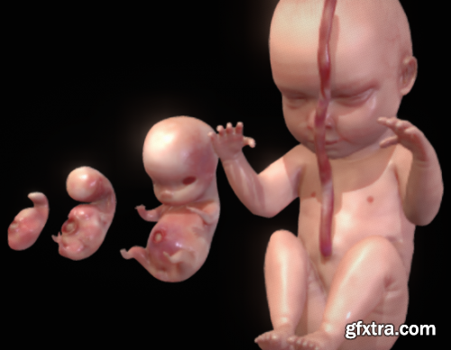 Human embryonic - fetal development stages