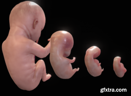 Human embryonic - fetal development stages