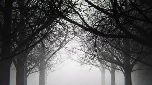 Videohive - A walk in a dark, gloomy forest with fog and dust. Infinitely looped animation. - 38963785 - 38963785