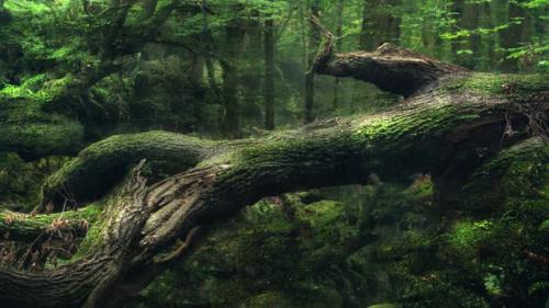 Videohive - Drizzle Falls In The Rainforest - 38813646 - 38813646