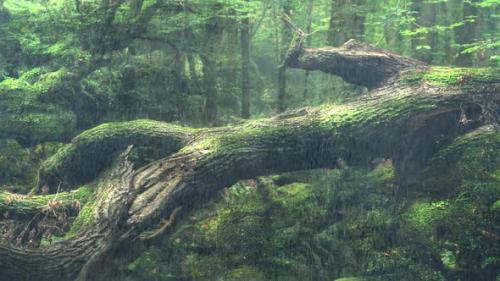 Videohive - Drizzle falls slightly on fallen tree stumps in tropical forest - 38854061 - 38854061