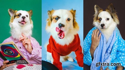 Dog Portraits at Home: Capture Creative Funny Photos of your Pet