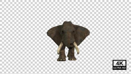 Videohive - Elephant Walk Front View - 38925287 - 38925287