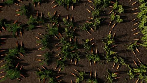 Videohive - Harvest Carrots In The Garden Top View - 38930607 - 38930607