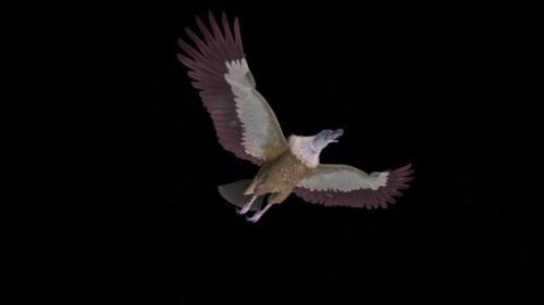 Videohive - Asian Vulture - Himalayan Griffon - Flying Bird - Down Angle View - Transparent Loop - 38958814 - 38958814
