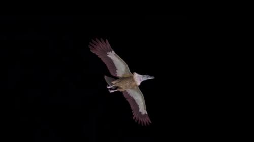 Videohive - Asian Vulture - Himalayan Griffon - Flying Bird - Transparent Transition - 38958815 - 38958815