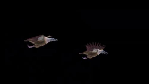 Videohive - Asian Vultures - Himalayan Griffons - Two Birds - Flying Transition - Alpha Channel - 38958817 - 38958817