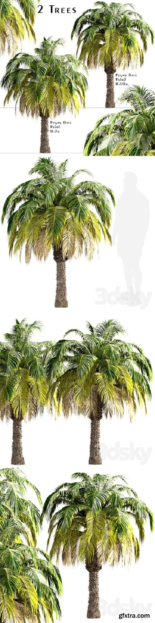 Set of Pygmy Date Palm Trees (Phoenix Roebelenii) (2 Trees)