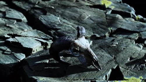 Videohive - Dry Goat Skull Bone on Stones Under Sun - 38969015 - 38969015