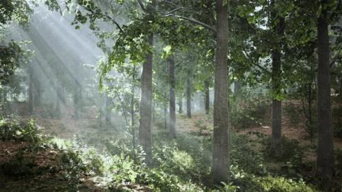 Videohive - Light Shining Down in Nature - 38969083 - 38969083