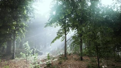 Videohive - Forest Trees Nature Green Wood Sunlight View - 38969119 - 38969119