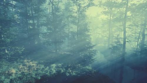 Videohive - Wooded Forest Trees Backlit By Golden Sunlight - 38969133 - 38969133