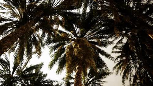 Videohive - Underside of the Coconuts Tree with Clear Sky and Shiny Sun - 38972213 - 38972213