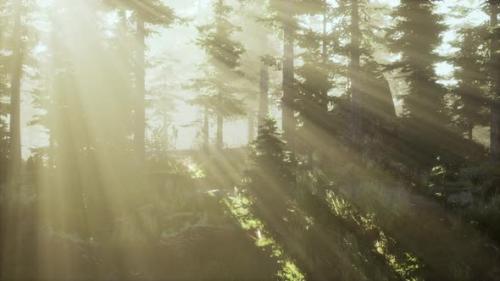Videohive - Forest of Beech Trees Illuminated By Sunbeams Through Fog - 39011811 - 39011811