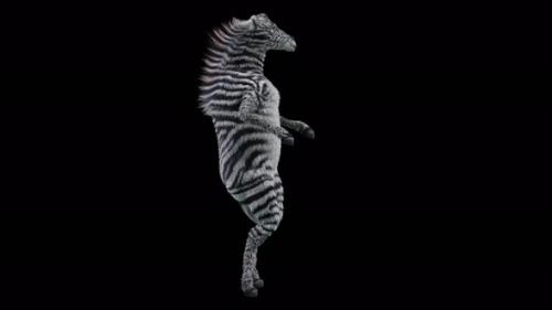 Videohive - 55 Zebra Dancing 4K - 39003872 - 39003872