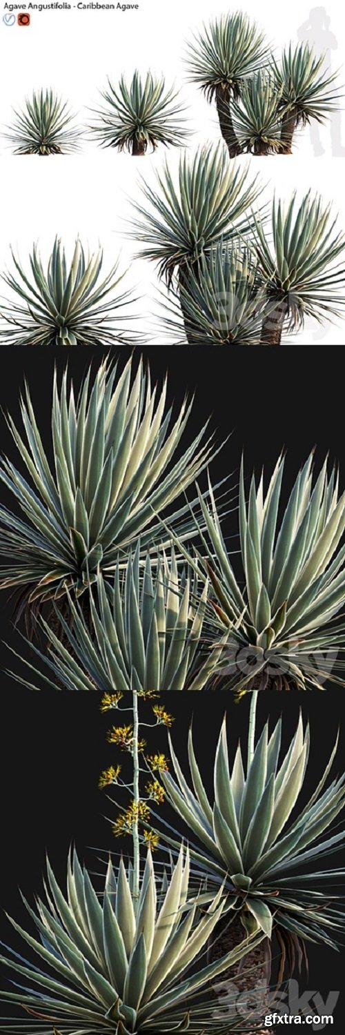 Agave Angustifolia – Caribbean Agave – 01