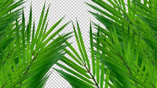 Videohive - Palm Tree Leaves Transition - 38994226 - 38994226