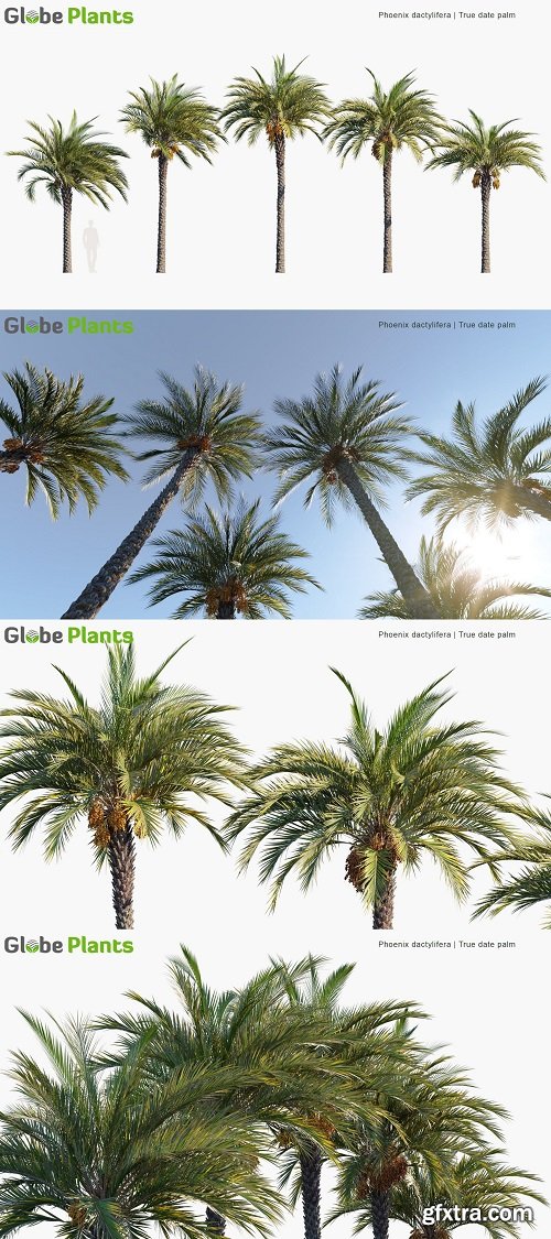 Phoenix Dactylifera - True Date Palm (3D Model)