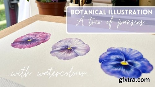 Botanical Illustration with Watercolour | A Trio of Pansies
