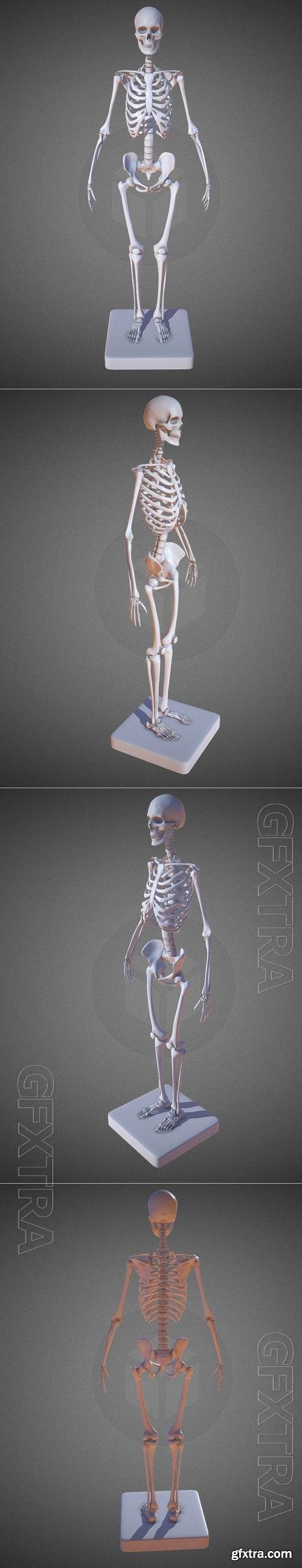 Female Skeleton 3D Print