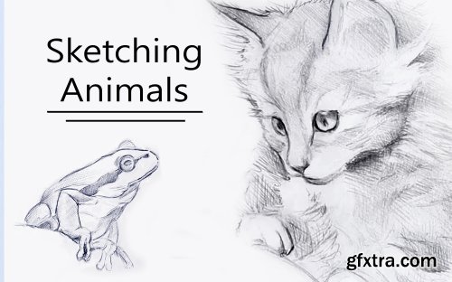  Sketching Animal Portraits - 5 Exercises to Help you 'See Like an Artist'