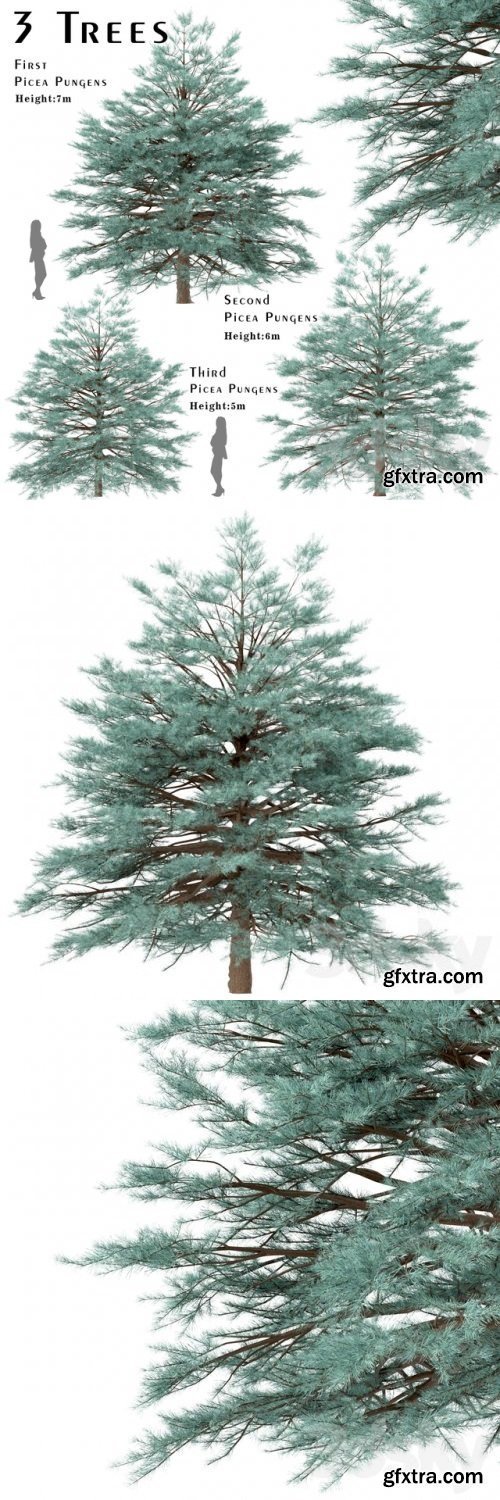 Set of Picea Pungens Trees (Blue spruce) (3 Trees)