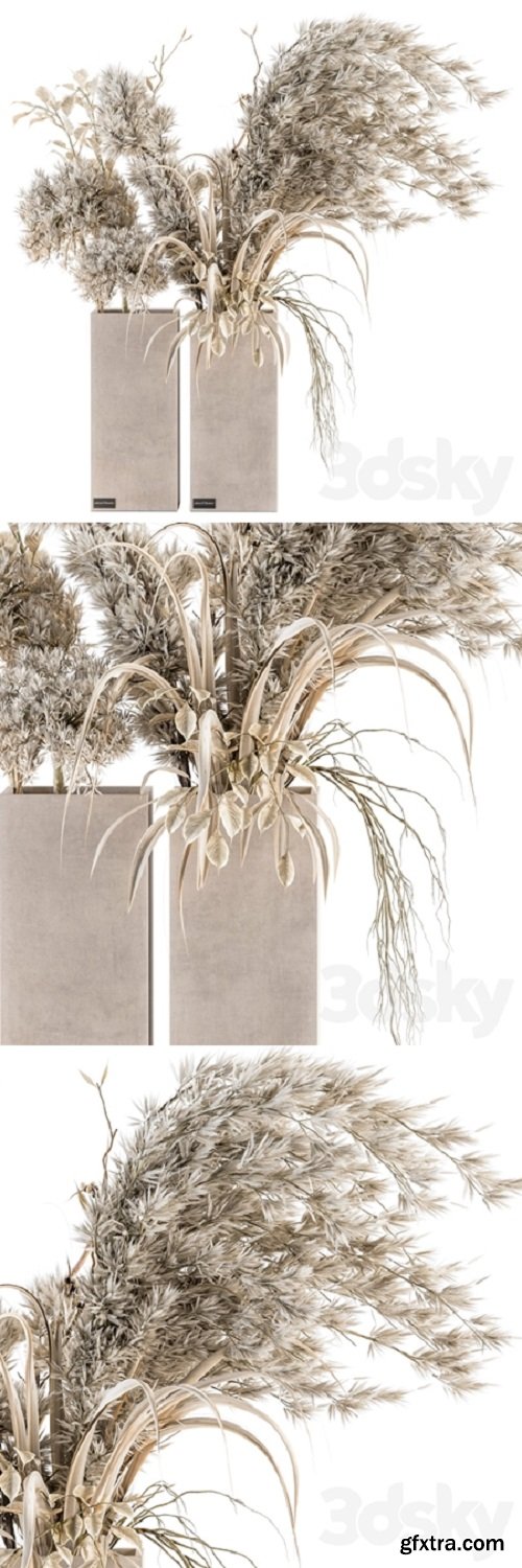 Dry plants 39 – Dried Plant Pampas