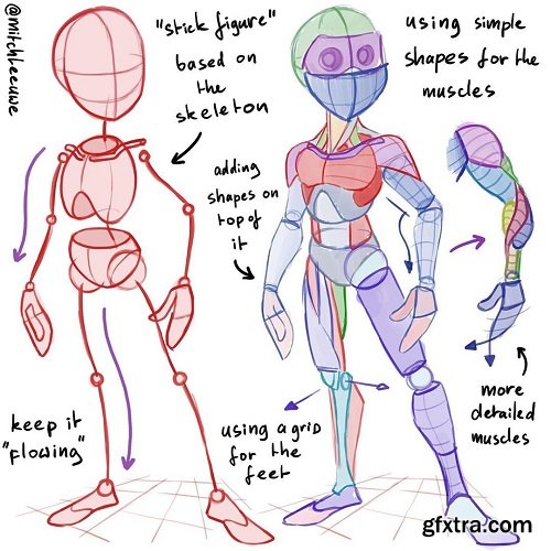 How to Learn Anatomy by Mitch Leeuwe