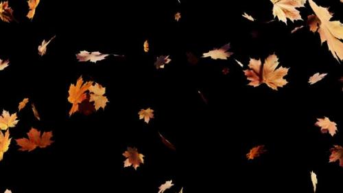 Videohive - Maple Leaves Falling Alpha 01 HD - 39603023 - 39603023
