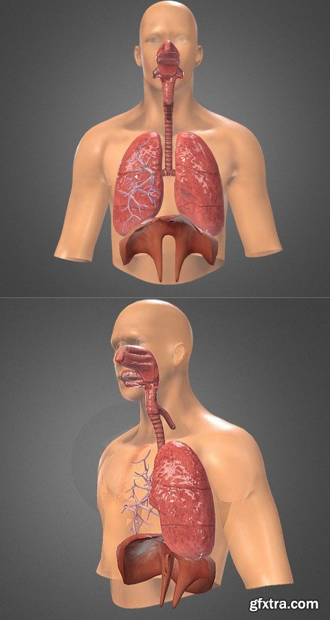 Human Respiratory system review 3D Model