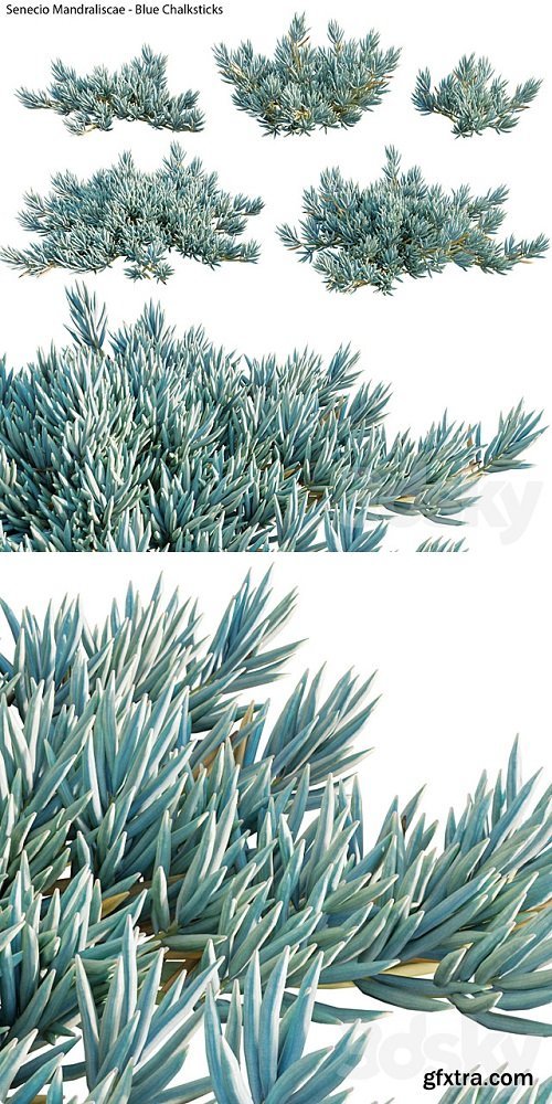 Senecio Mandraliscae – Blue Chalksticks – 01 » GFxtra