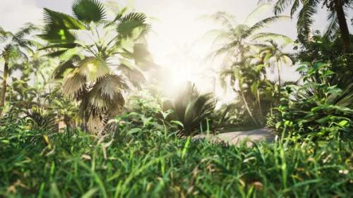 Videohive - Misty Rainforest and Bright Sun Beams Through Trees Branches - 39703395 - 39703395