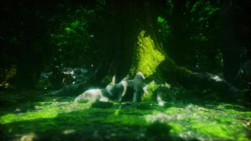 Videohive - Tree Roots and Sunshine in a Green Forest - 39706958 - 39706958