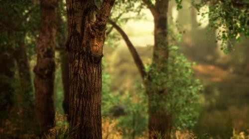 Videohive - Misty Morning in the Woods - 39707726 - 39707726