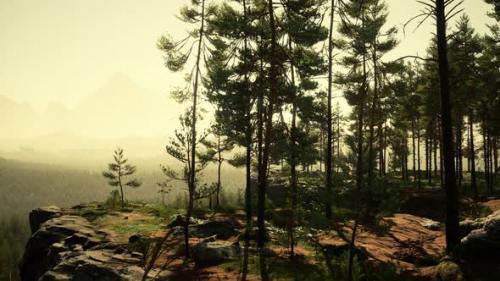 Videohive - Nordic Pine Forest in Evening Light - 39708300 - 39708300
