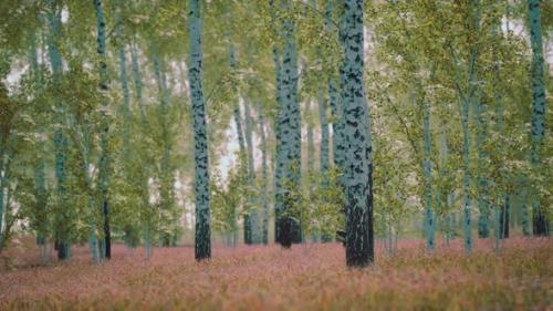 Videohive - White Birch Trees in the Forest in Summer - 39709645 - 39709645