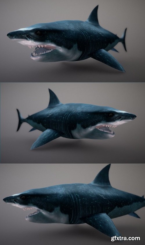 Shark 3D Model