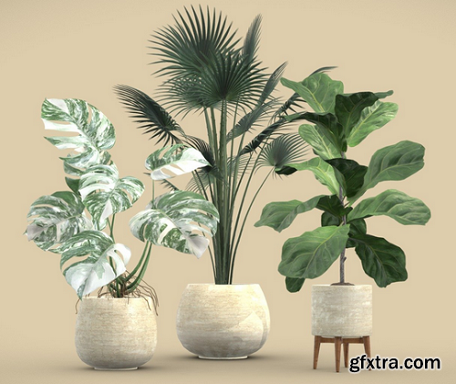 Indoor Plants Pack 05 3D Model