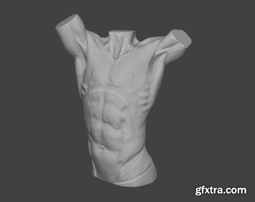 Male torso anatomy