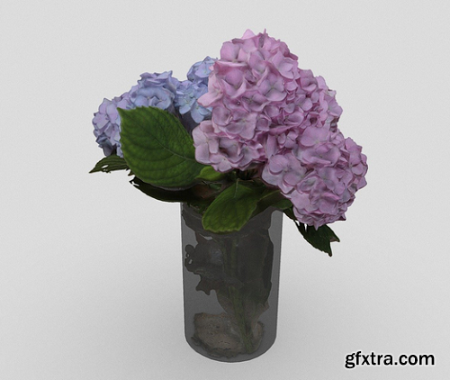 Hydrangea in Glass Vase 3D Model