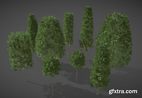 LS06 Carpinus Betulus (European Hornbeam) 3D Model