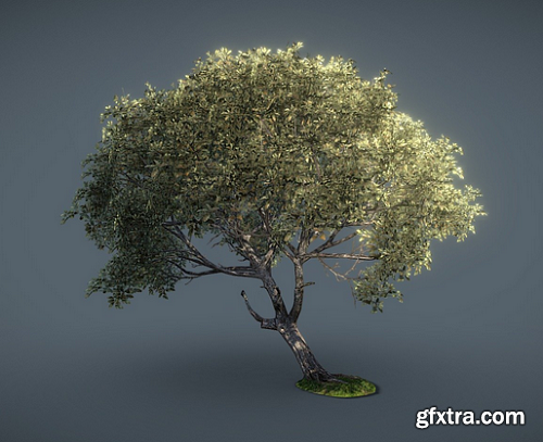 Game-Ready Beech Tree 3D Model