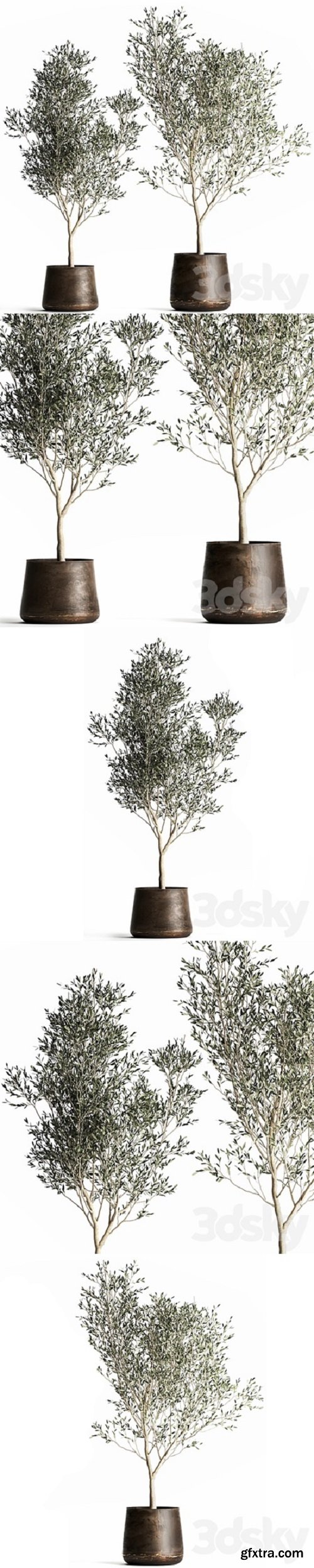 Olive trees 968. olive, tree, metal pot, landscaping, indoor plants, rust, outdoor