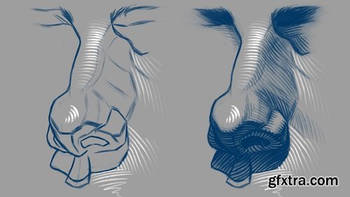 Head Drawing Basics: Drawing Realistic Noses / Portrait Illustration & Sketching