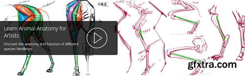 Superficial Muscles of Animal’s Hindlimbs with Joe Weatherly