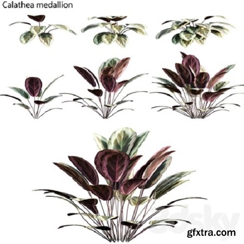 Calathea medallion 01