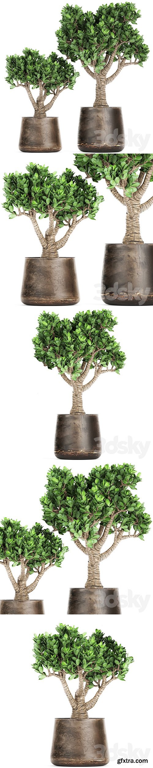 Plant collection Crassula 930. money tree, fat woman, metal flowerpot, rust, industrial style